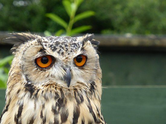 Screech Owl Sanctuary